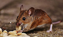 24 Hour & Emergency Exterminators in Tahoe City, CA